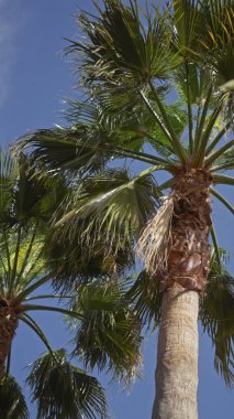 Açık mavi gökyüzüne karşı alçak açılı bir palmiye manzarası, tropikal bitki örtüsü ve güneşli hava.