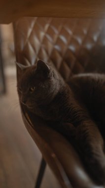 Huzurlu bir İngiliz kısa hava kedisi rahat bir şekilde deri koltukta uzanıyor, rahat ve zarif bir şekilde ev ortamında..