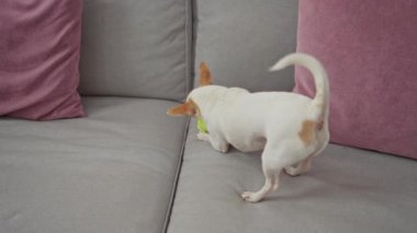Oturma odasında oturan yaşlı bir kadın evcil köpeğinin pembe yastıklarıyla kanepede oynamasını ve ev ortamını güzelleştiren ev bitkilerini izliyor..