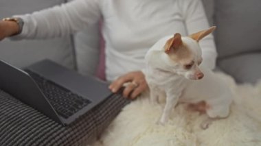 Orta yaşlı bir kadın evinde evcil chihuahua 'sıyla birlikte rahat bir oturma odası kanepesinde dizüstü bilgisayar kullanıyor..