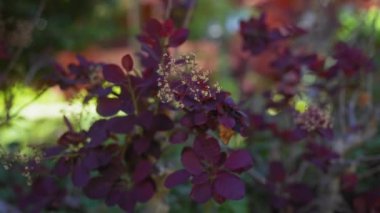 Bir dumanlı çalıya yakın çekim 'kraliyet mor' canlı yapraklar ve gün ışığında narin çiçekler