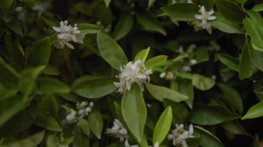 Doğal ışıkta yemyeşil yaprakların arasında kokulu beyaz portakal çiçeklerinin yakın çekimi.