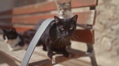 Çarpıcı özellikleri olan siyah bir kedi, güneş ışığındaki diğer iki kediyle birlikte bir banka odaklandığını iddia ediyor..