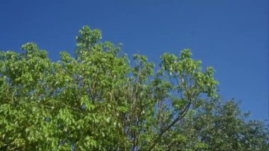 Açık mavi gökyüzüne karşı yeşil yaprakları olan ağaç dalları açık hava güneşinin altında canlı yapraklar sergiliyor..