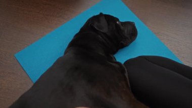 Yetişkin bir kadın ve onun siyah labrador köpeği kapalı bir spor salonunda mavi yoga minderinde yatıyor..