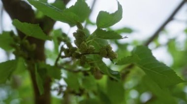 Dut ağacının taze yeşil yaprakları ve puglia, İtalya 'da olgunlaşmamış meyveleri olan bir dalına yakın plan..