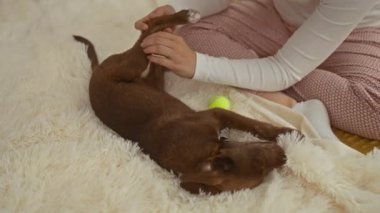Bir kadın sıcak bir yatak odasındaki rahat bir yatakta kahverengi köpeğine nazikçe masaj yapar. Evcil bir hayvan ve yakınındaki tenis topuyla hassas bir anı gösterir..