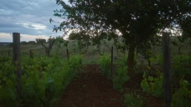 Puglia, İtalya 'da manzaralı bir açık hava. Bulutlu bir gökyüzünün altında ağaçlarla çevrili yemyeşil üzüm bağları..