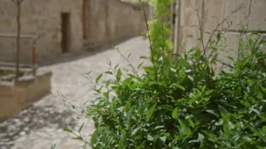 Materya, İtalya 'da dar bir kaldırım taşı geçidi boyunca büyüyen yeşil bitkilerin yakın çekimi kırsal taştan duvarlara karşı canlı yeşillikleri ortaya çıkarıyor..
