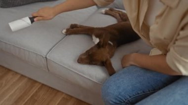 Bir kadın, rahat bir oturma odasındaki kanepede uyuyan bir köpeği temizlemek için pamuk rulo kullanıyor..