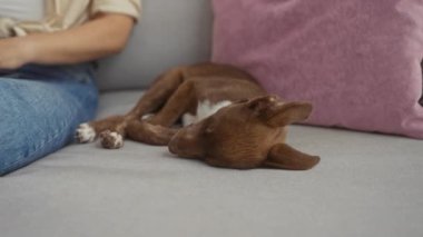 Rahat bir oturma odasında, gri bir kanepede uyuyan bir köpeğin yanında yazan bir kadın..