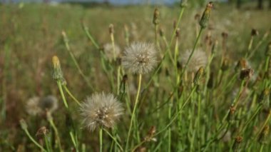Tragopogon pratensis çayırının yakın çekimi Puglia, İtalya 'da bir tarlada bitkileri tuzlatıyor güneşli bir günde tüylü tohum başlarını ve tomurcuk kabuklarını sergiliyorlar..