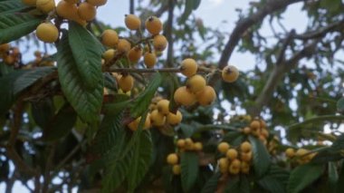 Loquat eriobotrya japonica ağacına yakın çekim. Puglia, İtalya 'da açık havada sarı meyveler. Canlı yapraklarını ve sağlıklı ürünlerini sergiliyor..