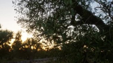 Puglia, İtalya 'da zeytin ağaçları, gün batımında gümüşi yeşil yapraklar ve alacakaranlıkta altın ışıkla aydınlatılan dallarla bahçeler..