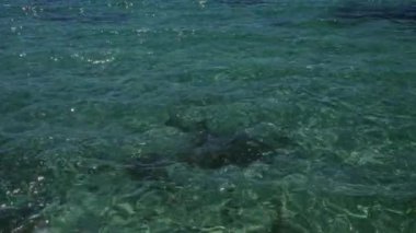 Güneşli bir günde Porto Sezeryan 'ın güzel kıyılarında berrak sularda Salento' nun nefes kesici doğal güzelliğini gözler önüne seriyor..