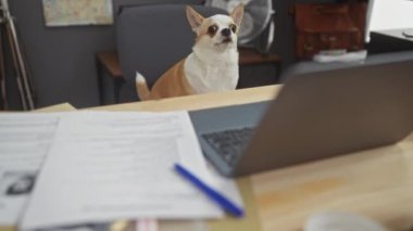 Bir chihuahua köpeği ofis masasının üzerinde durur, etrafı dokümanlar, bir kalem, bir dizüstü bilgisayar, bir harita ve modern bir çalışma alanındaki bir vantilatörle çevrilidir..