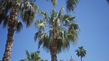 Berrak mavi gökyüzüne karşı tropik palmiye ağaçları, sakin ve güneşli bir günün özünü yakalıyor..