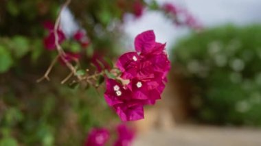 Mallorca 'da açık havada canlı bir bougainvillea glabra' nın yakın plan görüntüsü. Arka planda bulanık yeşillik parlak mor çiçekleri vurguluyor.