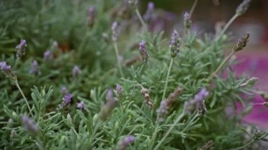 Lavandula Stoechas 'ın yakın plan görüntüsü, lavanta lavantası çeşitliliği, Murcia sahilindeki doğal habitatında, İspanya.