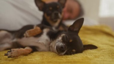 Orta yaşlı İspanyol bir adam, iki Chihuahua köpeğiyle yatakta dinleniyor. İçeride sakin bir ortam yaratıyor..