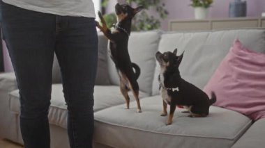 İki tane Chihuahua 'sı olan bir adam, bir köpek kanepede otururken diğeri rahat bir oturma odasında, arka ayaklarının üzerinde duruyor..