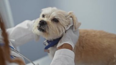 Genç bir Afro-Amerikalı kadın veteriner, kapalı bir veteriner kliniğinde küçük bir köpeği muayene ediyor, eldivenli elleri kullanarak evcil hayvan kulaklarına odaklanıyor.. 