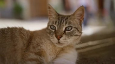 Sakin ve bulanık bir arka planda açık havada duran delici mavi gözleri olan gevşek bir tekir kedinin yakın çekimi.