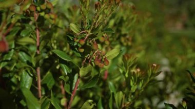 Çilek ağacı olarak da bilinen Arbutus Unedo bitkisinin yakından çekilmiş fotoğrafı. Puglia, İtalya 'da yetişen yeşil yapraklı ve meyveli..
