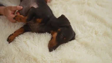 Bir adam rahat bir dachshund 'un karnını nazikçe okşar rahat bir yatak odasında yumuşak bir yatağa uzanır..