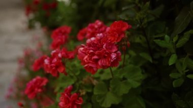 Canlı kırmızı sardunyalar, ya da pelargonium hororum, açık havada Puglia, İtalya 'da yemyeşil yeşillikler ve doğal güzelliklerle çevrili yemyeşil bir bahçede çiçek açıyor..