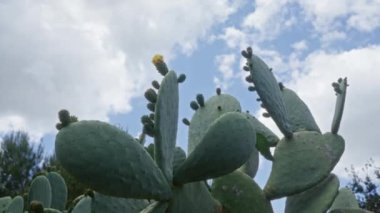 Yeşil pedleri olan dikenli bir armut kaktüsünün ve puglia, İtalya 'da bulutlu gökyüzünün altında açan sarı çiçeğin yakın çekimi..