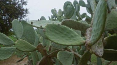 Puglia, İtalya 'da, bulutlu bir gökyüzünün altında doğal bir doğa ortamında, dikenli bir kaktüs opuntia fius-indica' nın yakın plan görüntüsü, sulandırıcının eşsiz ped yapısını ve detaylarını gözler önüne seriyor..