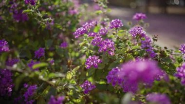 Bereketli lantana camara çalıları parlak mor çiçeklerle çiçek açar Murcia bahçesinde, İspanyol güneşinin tadını çıkarırlar..