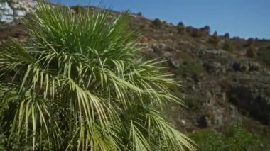 Güneşli bir günde, açık havada yemyeşil bir palmiye ağacı. Dağlık arka planda, doğa ve sükuneti gözler önüne seriyor..