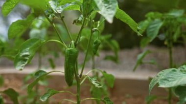 Mallorca 'da yeşil yapraklı ve tek bir taze biberli Padrn biber bitkisi yetişiyor. 