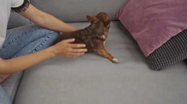 Oturma odasındaki kanepede Chihuahua 'sıyla oynayan bir kadın..