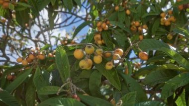 Loquat ağacı dalları olgunlaşmış portakal sarısı meyvelerle dolu açık mavi gökyüzünün altında puglia, güney İtalya 'da yeşil yapraklarla.