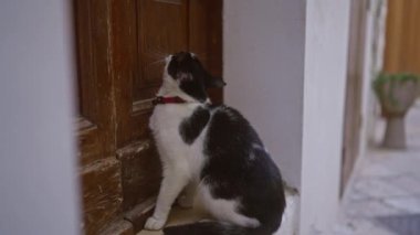 Kırmızı yakalı, siyah-beyaz meraklı bir kedi, dışarıdaki ahşap bir kapının önünde, huzurlu bir sokak dekoru sergiliyor..