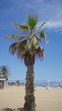 Uzun bir palmiye ağacı belirgin bir şekilde güneşli kumlu bir sahilde voleybol ağları ve açık mavi gökyüzünün altındaki uzak dağlarda durur..