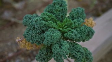 Yeşil yapraklı lahana brassica oleracea var. Sabellica bitkisi Mallorca 'da yetişiyor, Balear adaları kıvırcık yapraklarına odaklanıyor..