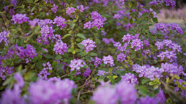 Vibrant Purple Lantana Camara Blossoms Flourishing Outdoor Ambience Murcia Spain Stock Photo