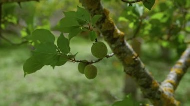 Yeşil yapraklar ve olgunlaşmamış kayısılar Puglia, İtalya 'da bir açık hava ortamında bir ağaç dalına asılı, bahar boyunca yumuşak doğal ışıkla yıkanmış..