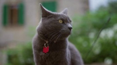 Sarı gözlü gri kedi ve açık havada kırmızı yaka etiketli yeşil kepenkleri yumuşak odaklı arka planı olan bir evin yanında.