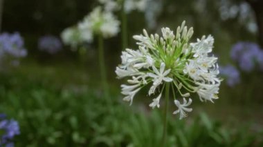 Beyaz agapanthus çiçeği, Mallorca 'da bir bahçede çiçek açıyor. Arka planda mor çiçekler ve yeşil yapraklar var.