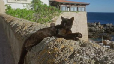 Gelibolu, puglia, İtalya 'da deniz kenarındaki taş bir duvara uzanmış, tarihi bir bina ve arka planda yeşillik var..