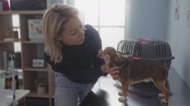 Veteriner kliniğindeki genç sarışın bir kadın Chihuahua köpeğini nazikçe kapalı bir masada muayene ediyor. Tıbbi ekipmanlar ve arka planda bir hayvan taşıyıcısı var..