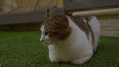 Bir kedi Gelibolu, Puglia, İtalya ve Avrupa 'da yeşil çimlerin üzerinde uzanır, taş duvar arka planıyla yakalanır..