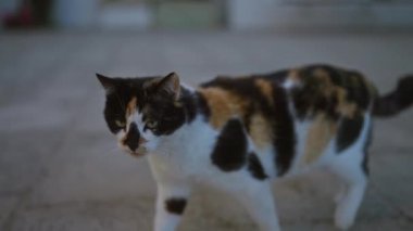 Beyaz, siyah ve turuncu kürk desenli üç renkli bir kedi, bir yerleşim bölgesinde asfalt bir yüzey üzerinde gezinir, akşam ışığı altında odaklanmış ve tetikte görünür..