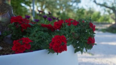 Parlak kırmızı verbena çiçekleri beyaz bir tencerede güneşleniyorlar Puglia, İtalya 'da, arka planda ağaçlar ve çakıllar var..