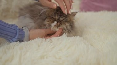 Bir kadın Pers kedisini nazikçe pofuduk beyaz bir yüzey üzerinde okşar, rahat ve huzurlu bir atmosfer yaratır..